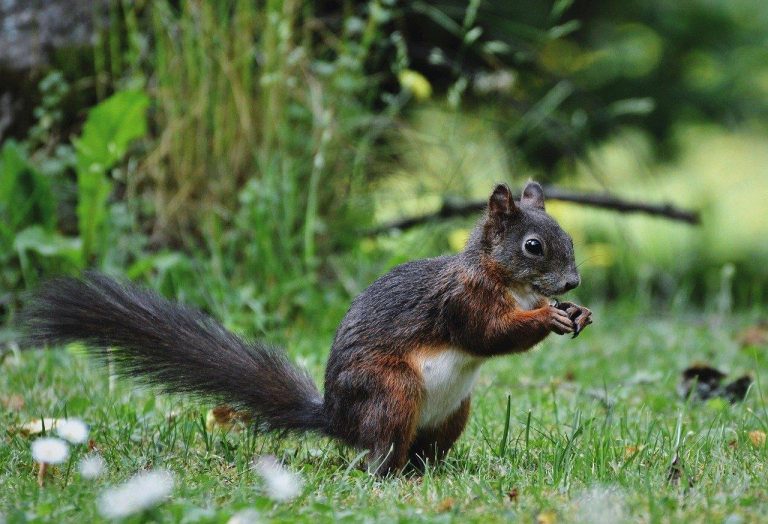 Diervriendelijke tuin met inheemse planten, schuilplaatsen en vogelhuisjes voor biodiversiteit